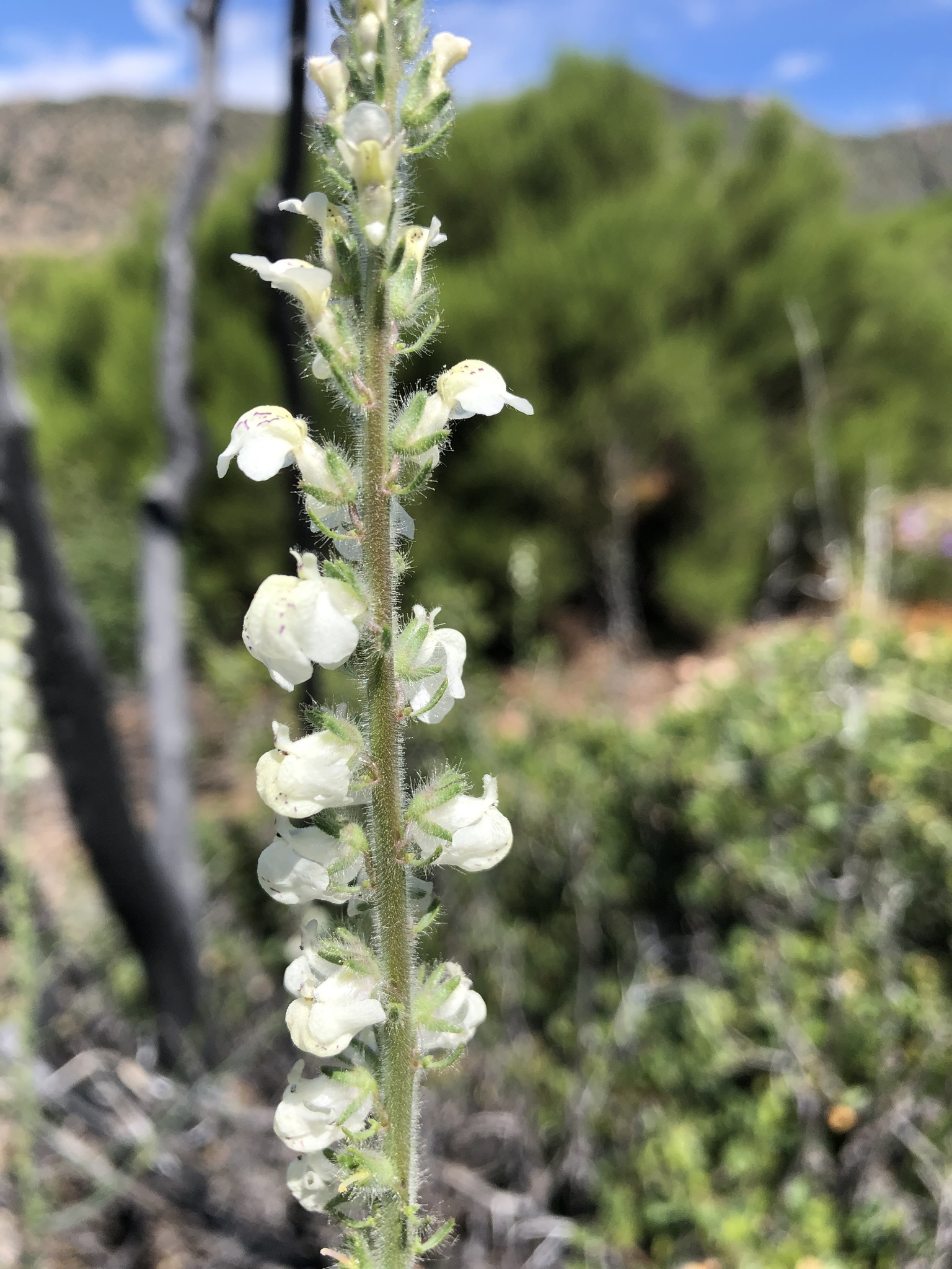 Sairocarpus coulterianus