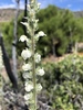 Coulter's Snapdragon - Photo (c) Neil O. Frakes, some rights reserved (CC BY-NC), uploaded by Neil O. Frakes