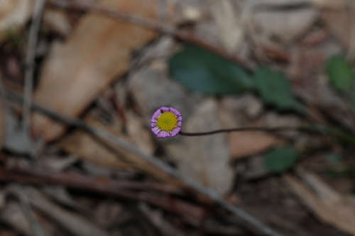 Image of Brachyscome discolor by (c) Greg Tasney, some rights reserved (CC BY-SA)