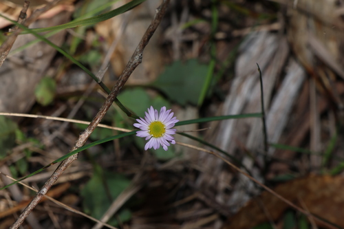 forest daisy (Brachyscome discolor)