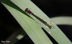 Oxyagrion terminale