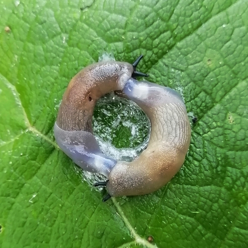 Deroceras caucasicum