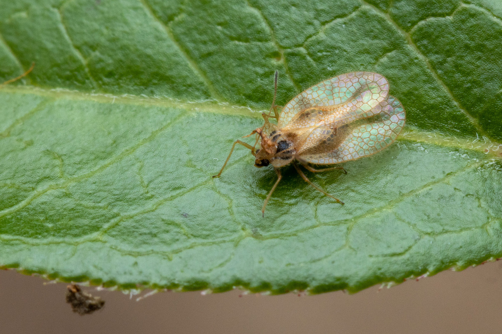 Stephanitis rhododrendri