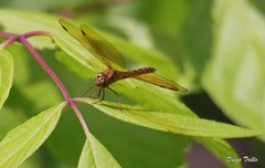 Perithemis icteroptera