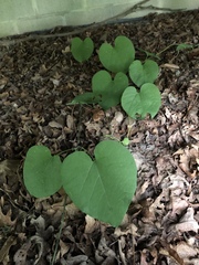 Aristolochia macrophylla
