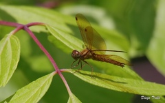 Perithemis icteroptera