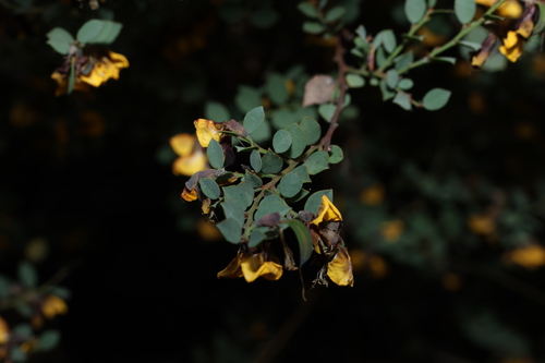Image of Bossiaea rhombifolia by (c) Greg Tasney, some rights reserved (CC BY-SA)