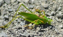 Platylyra californica