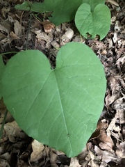 Aristolochia macrophylla