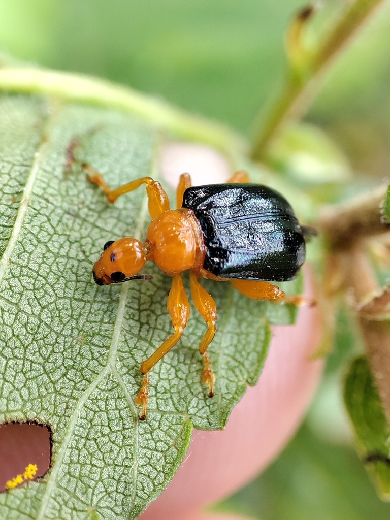 Tomapoderus ruficollis from Beijing, Beijing, CN on September 6, 2024 ...