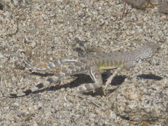 Callisaurus draconoides