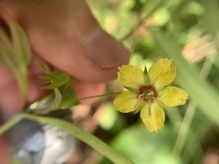 Lysimachia ciliata