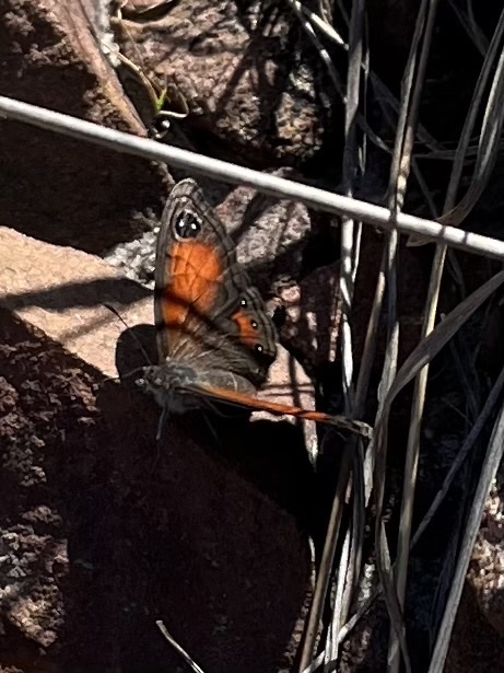 Drakensberg Brown