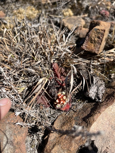 Crassula compacta