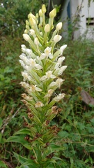 Habenaria monorrhiza