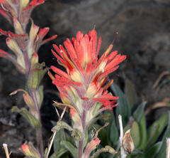 Castilleja martini martini