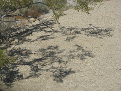 Dipsosaurus dorsalis