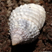 Beaded Periwinkle - Photo (c) sea-kangaroo, some rights reserved (CC BY-NC-ND), uploaded by sea-kangaroo