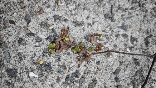 Foto de Uva-do-japão