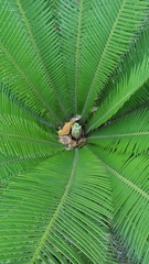 Dioon edule