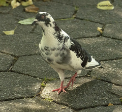 Columba livia