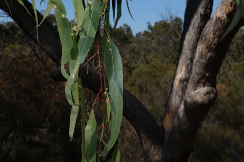 Image of Eucalyptus banksii by (c) Greg Tasney, some rights reserved (CC BY-SA)