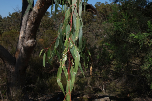 Image of Eucalyptus banksii by (c) Greg Tasney, some rights reserved (CC BY-SA)