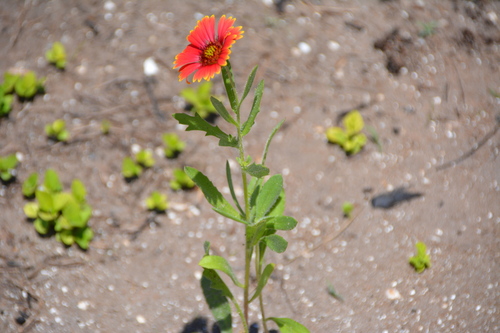 Gaillardia pulchella