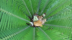 Dioon edule