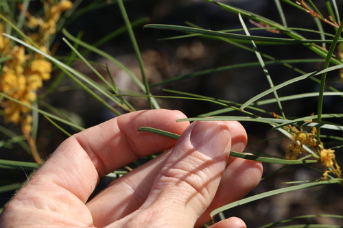 Acacia adunca, photograph 5