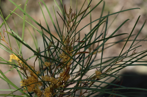 Acacia adunca, photograph 4
