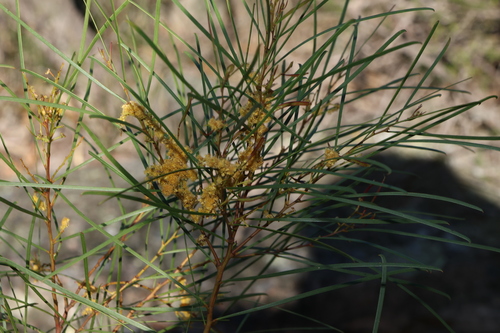 Image of Acacia adunca by (c) Greg Tasney, some rights reserved (CC BY-SA)