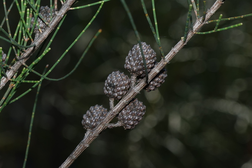 Allocasuarina rupicola (Allocasuarina rupicola)