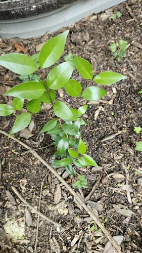 Ligustrum japonicum
