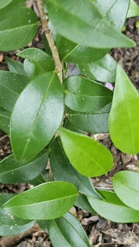Ligustrum japonicum