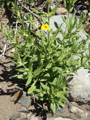 Diplacus clevelandii