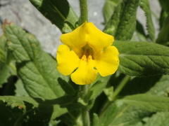 Diplacus clevelandii