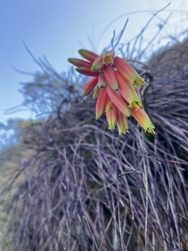 Image of Heath Grass Aloe by (c) katuchka, some rights reserved (CC BY)