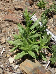 Diplacus clevelandii