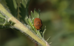 Steganocerus multipunctatus