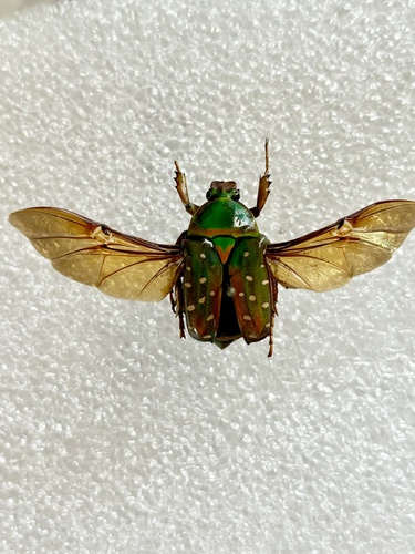 Stephanorrhina julia
