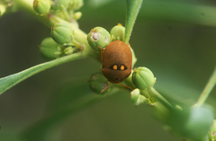 Steganocerus multipunctatus