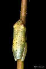 Hyperolius benguellensis