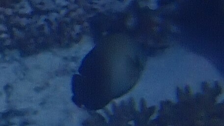 Pearlscale Angelfish (Centropyge vrolikii)