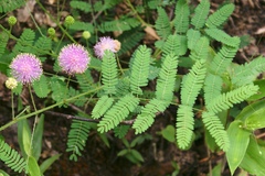 Mimosa microphylla