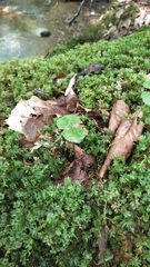Neottia smallii