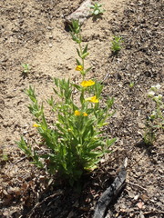 Diplacus clevelandii