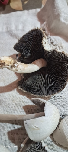 Panaeolus antillarum
