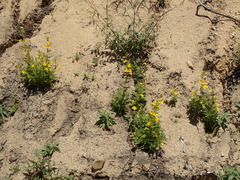 Diplacus clevelandii