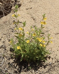 Diplacus clevelandii